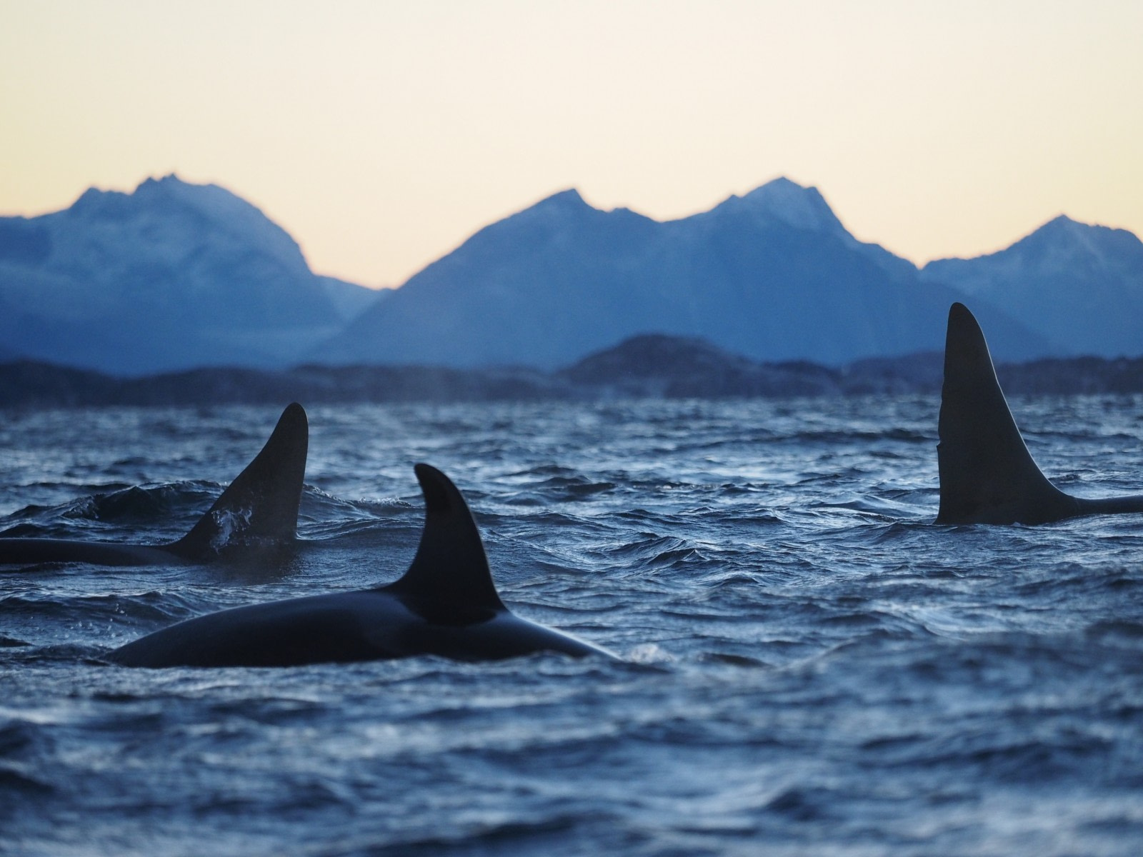 Orcas of the Polar Seas