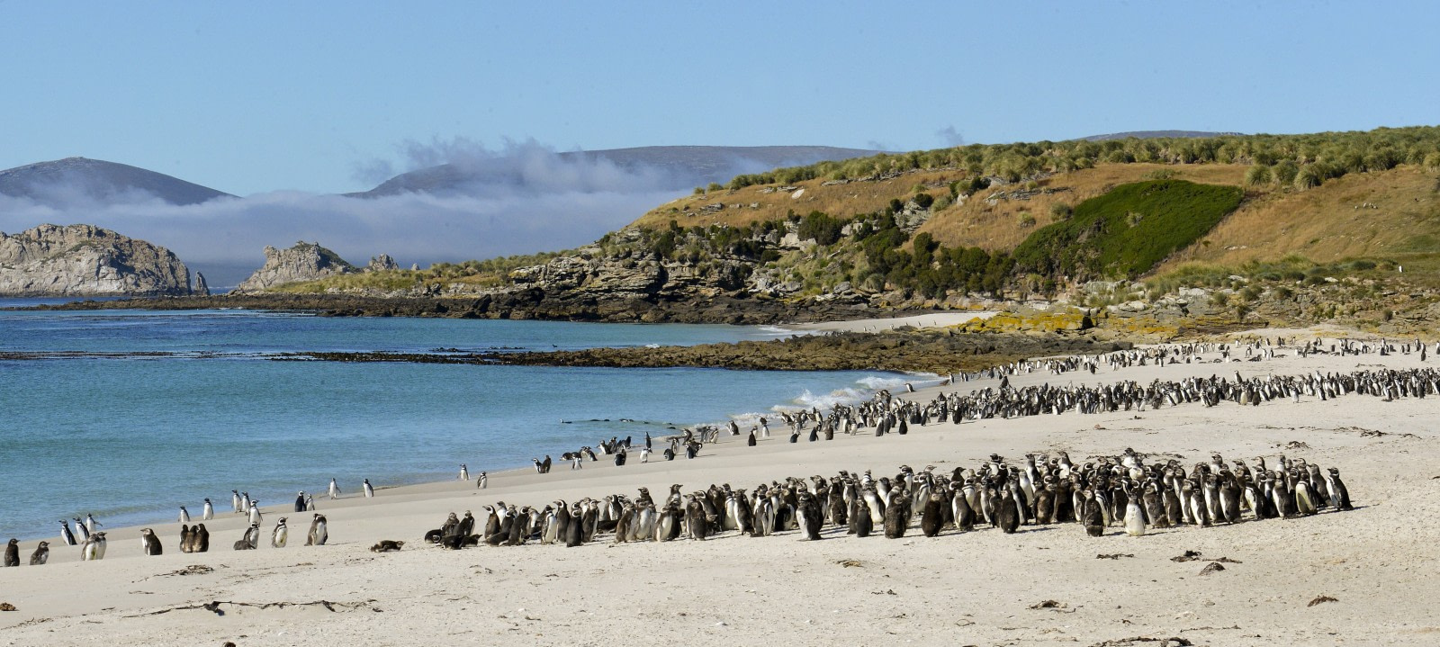 17 Reasons to Cruise the Falklands