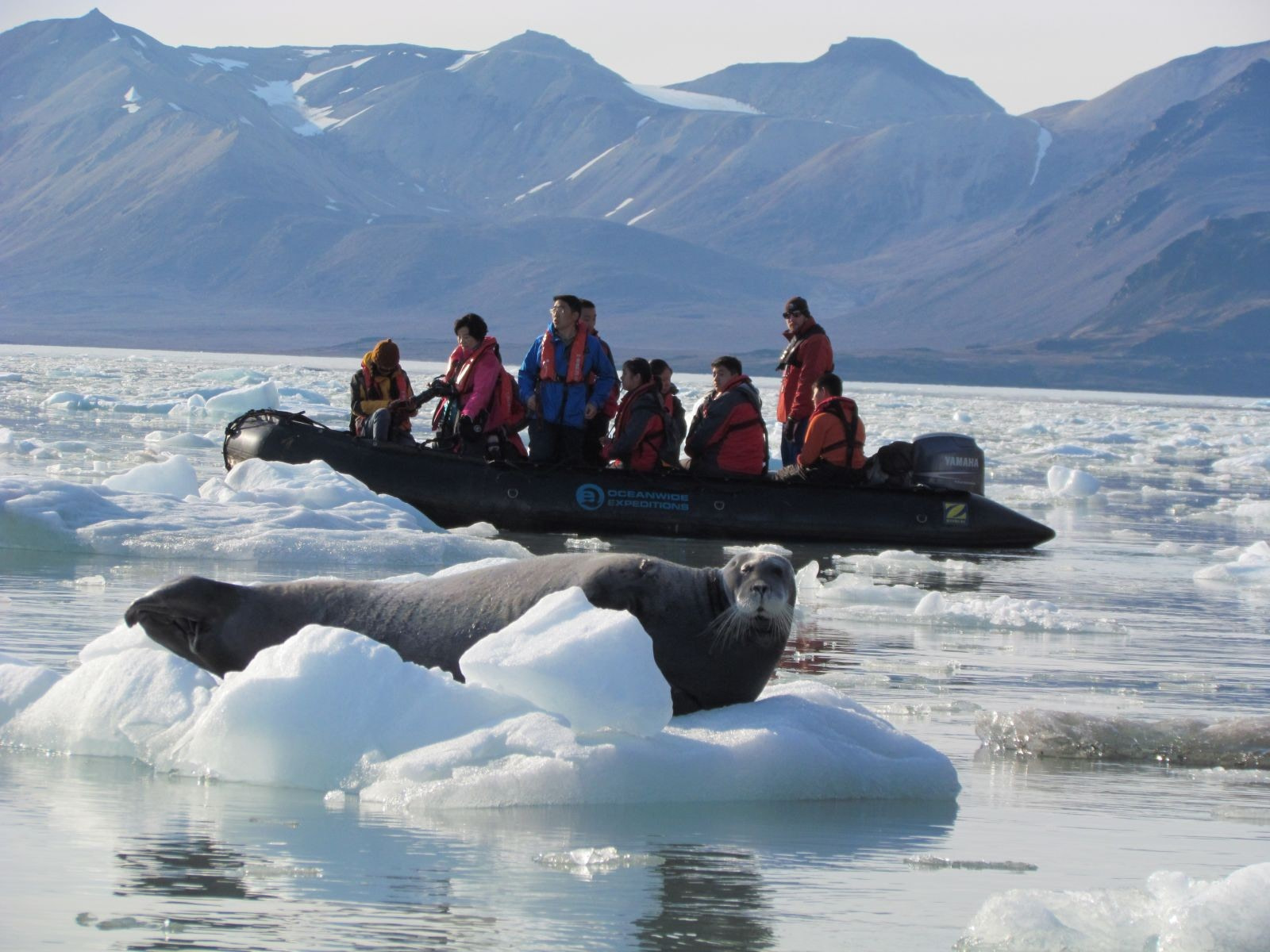 Six Seal Species You Might See On Your Greenland Cruise