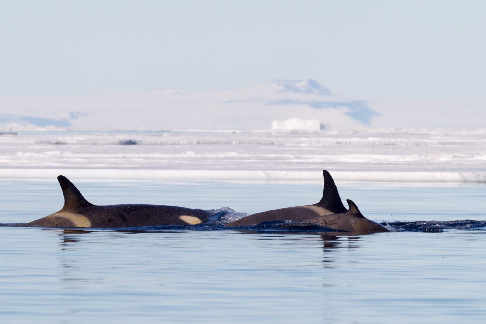 Antarctica’s first Marine Protected Area