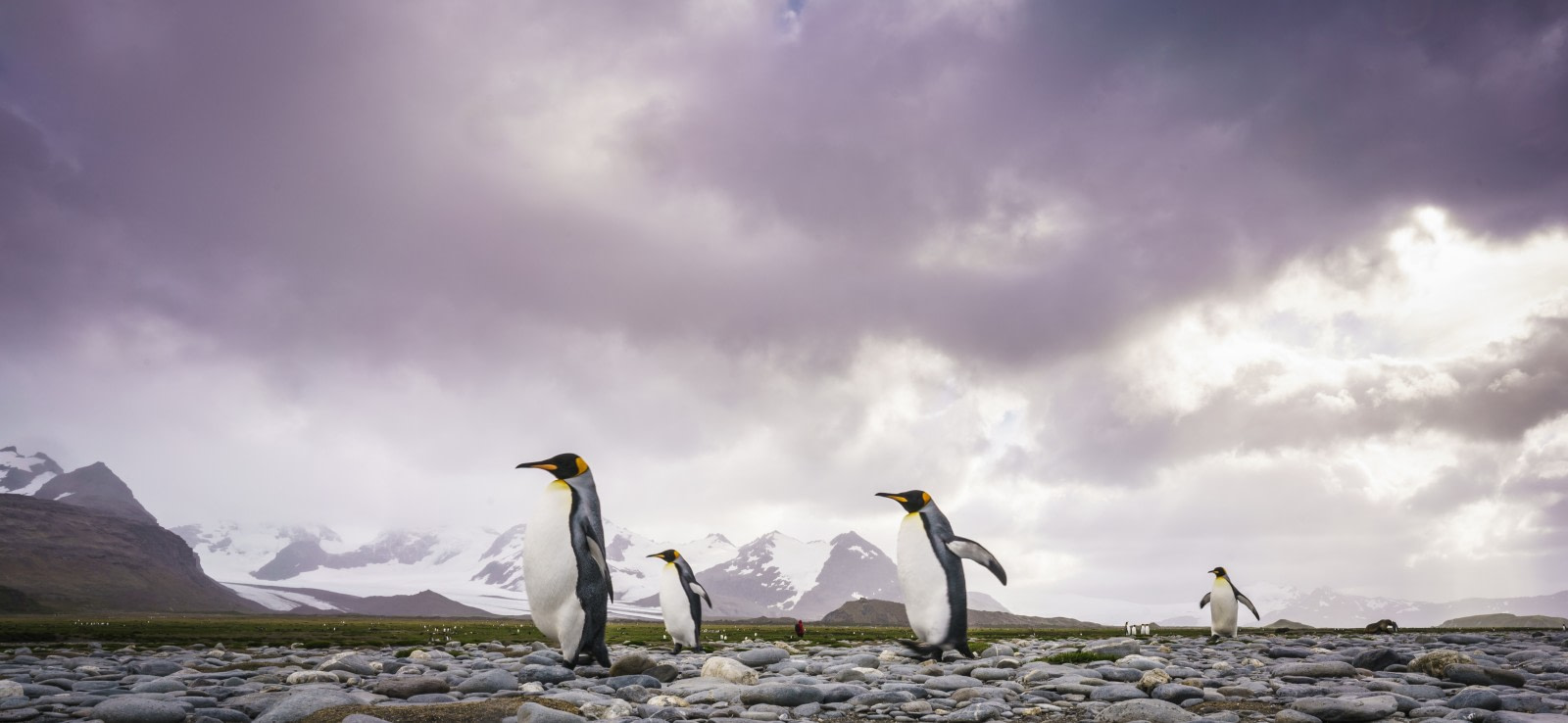 Penguins, Albatrosses, Petrels: The Winged Wildlife of South Georgia