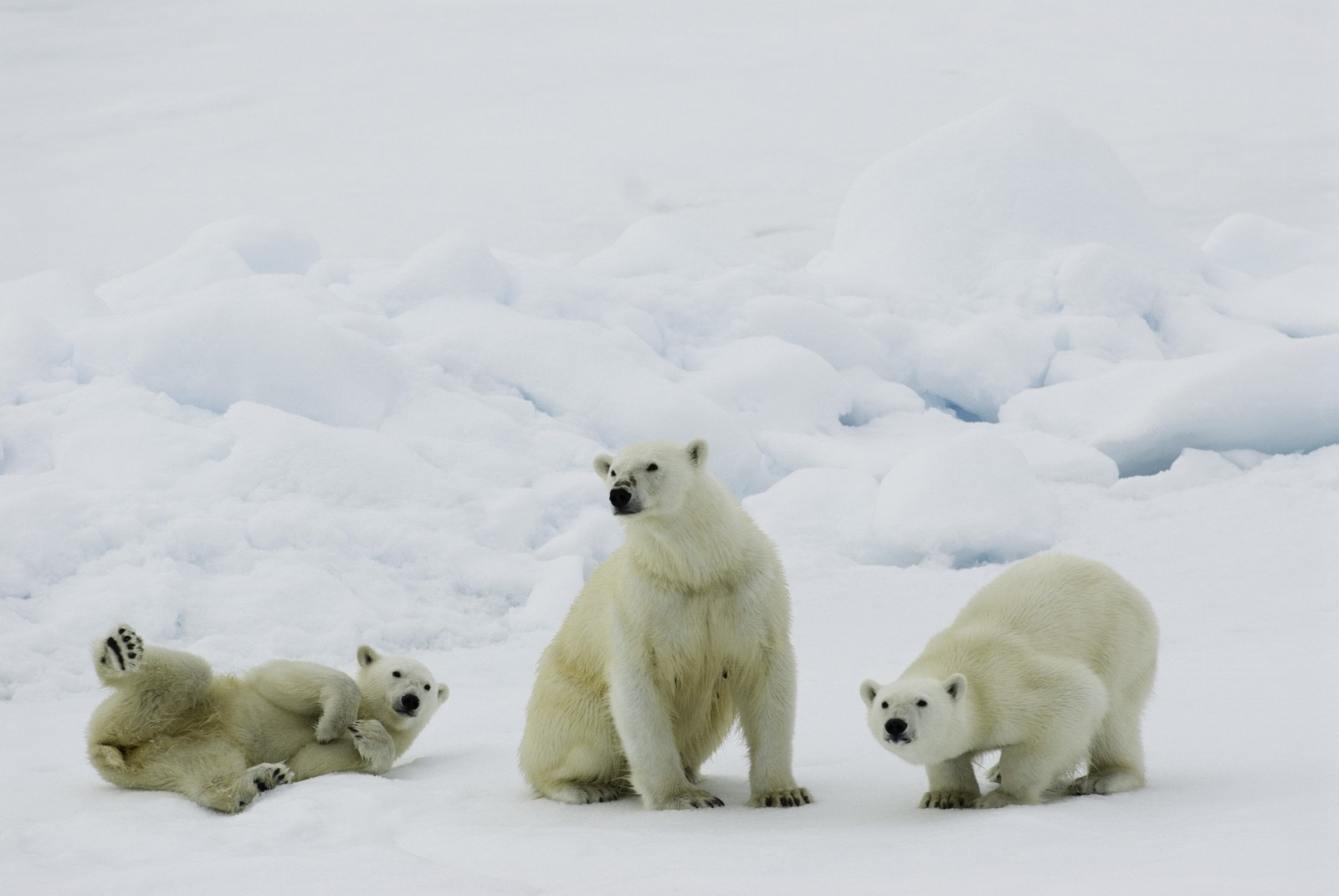 Polar bear encounter in Spitsbergen