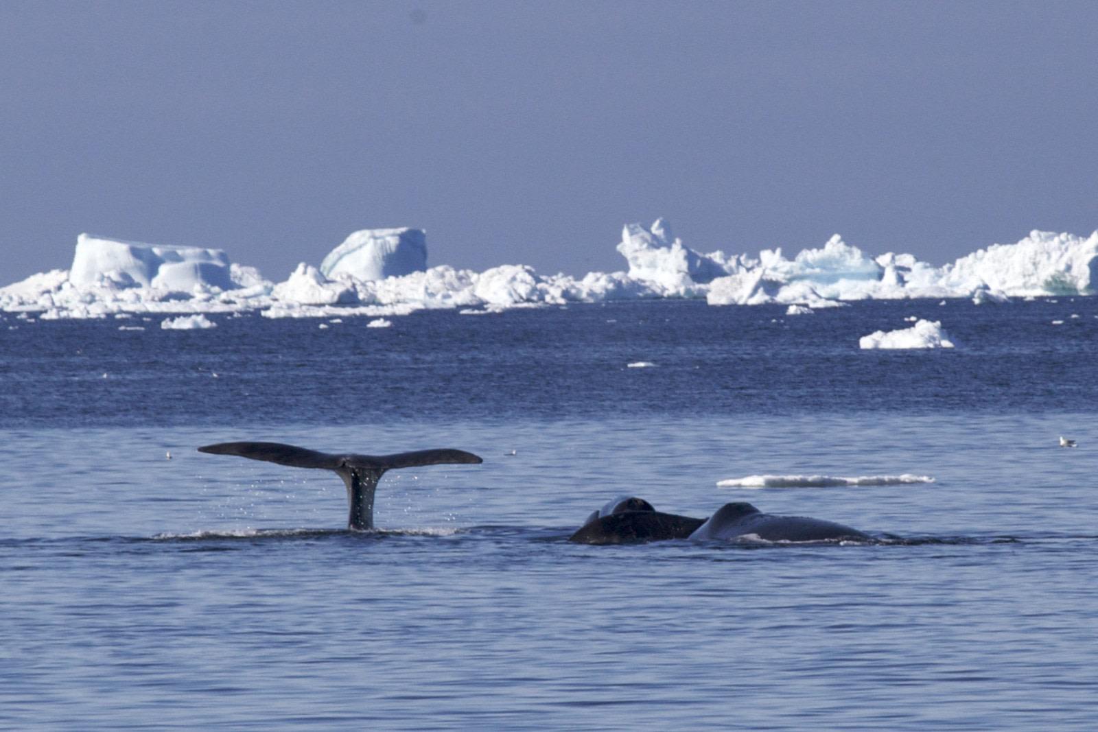 The bowhead whale, whaling about the Arctic