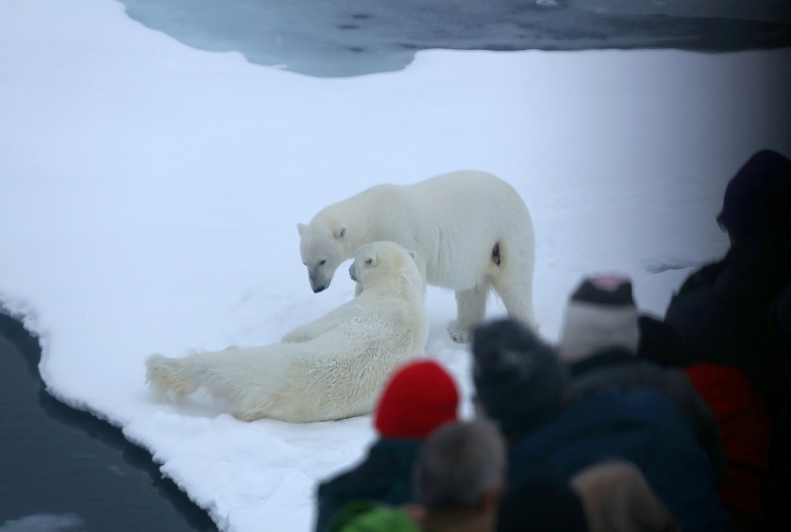 The Pack Ice and Polar Bears of North Spitsbergen