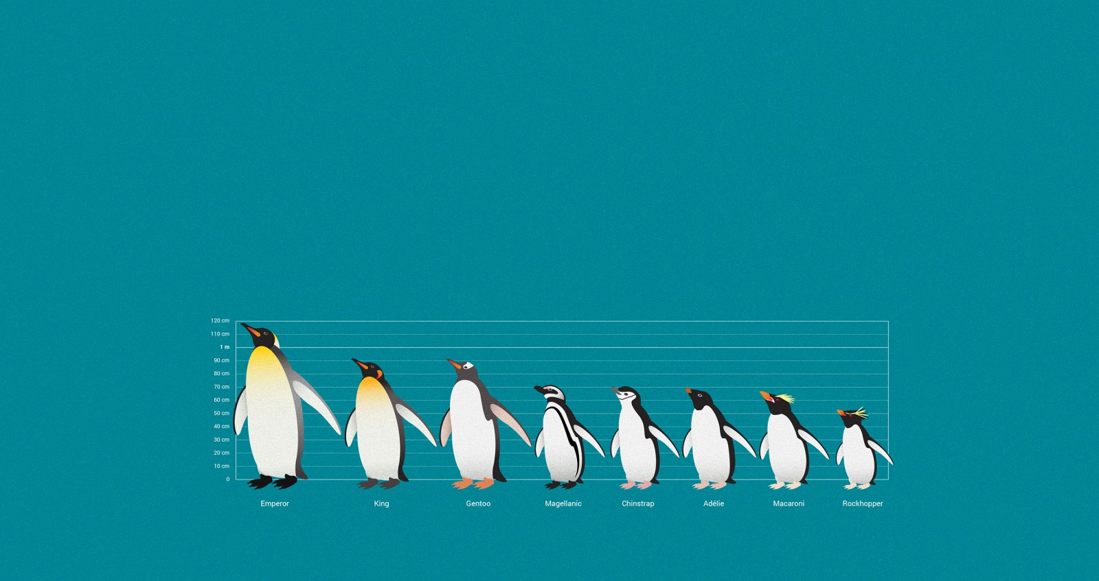 The Eight Great Penguin Species of Antarctica