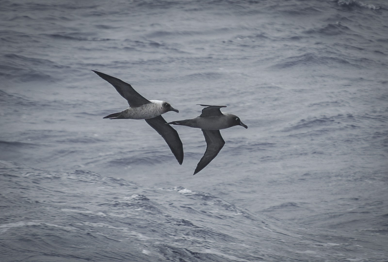 Birds of the South: 33 Antarctic Birds and Seabirds