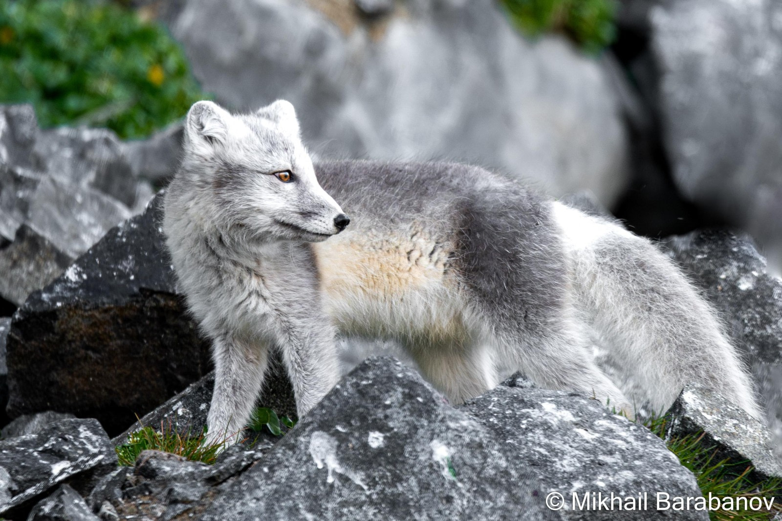 The Small Mammals of the Arctic and Antarctica