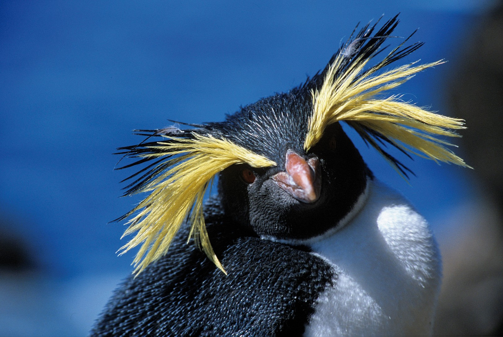 Tristan da Cunha - Nexta Expeditions