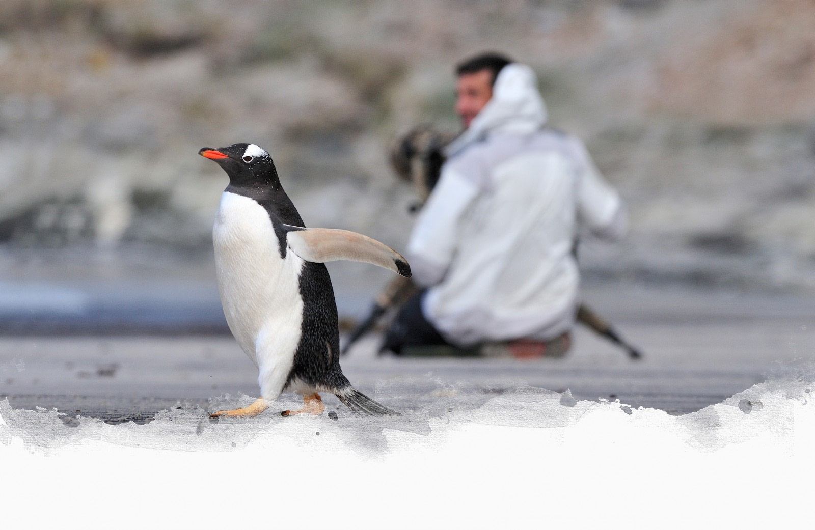 Falkland Islands - Nexta Expeditions