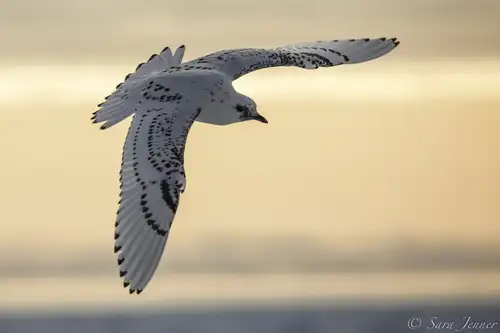 Arctic Ocean - Jan Mayen, Ice edge, Spitsbergen, Birding - Nexta Expeditions