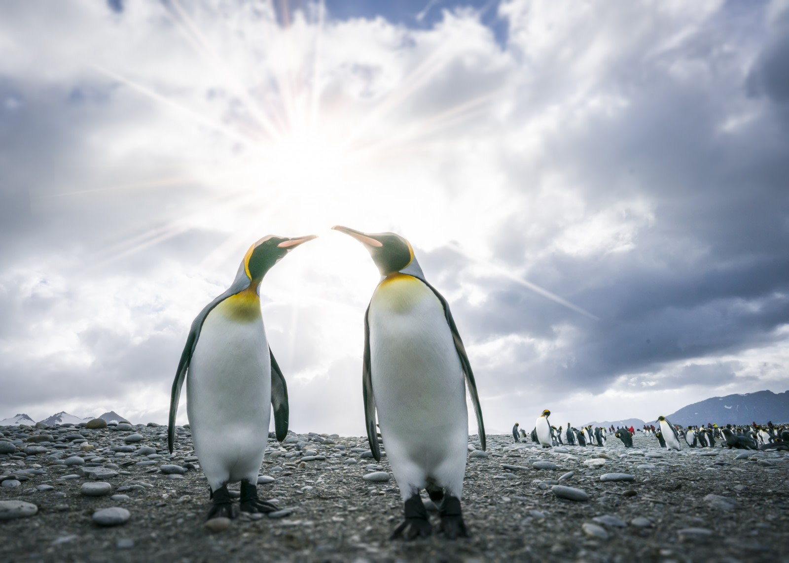 Falkland Islands – South Georgia –  Antarctica