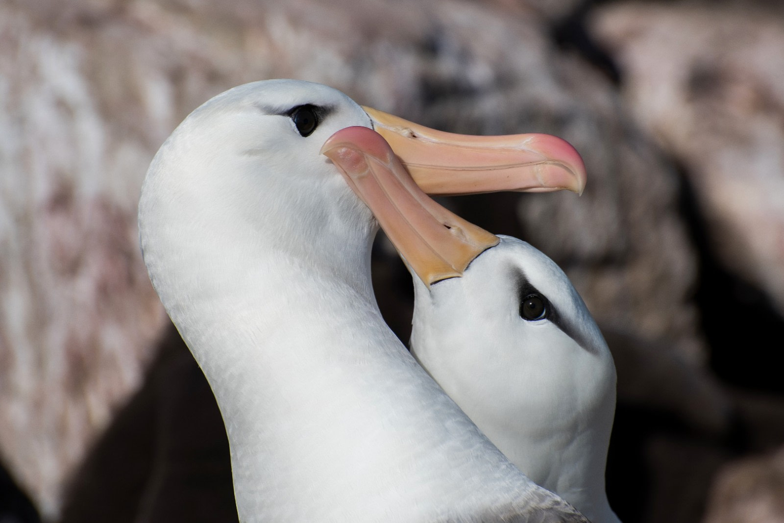 Falkland Islands - South Georgia - Antarctica