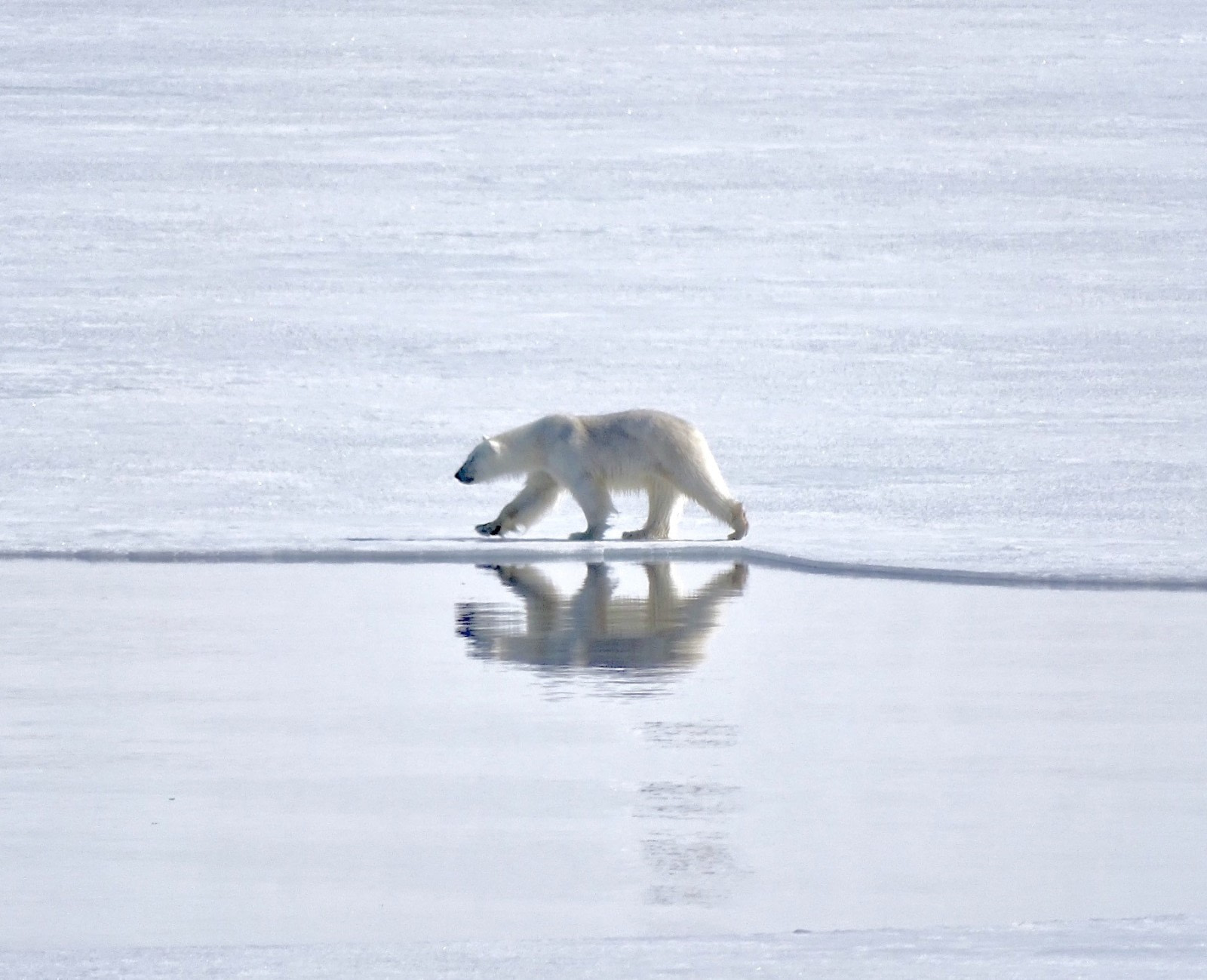 North Spitsbergen Explorer - Into the pack ice - Summer Solstice - Polar Bear Special