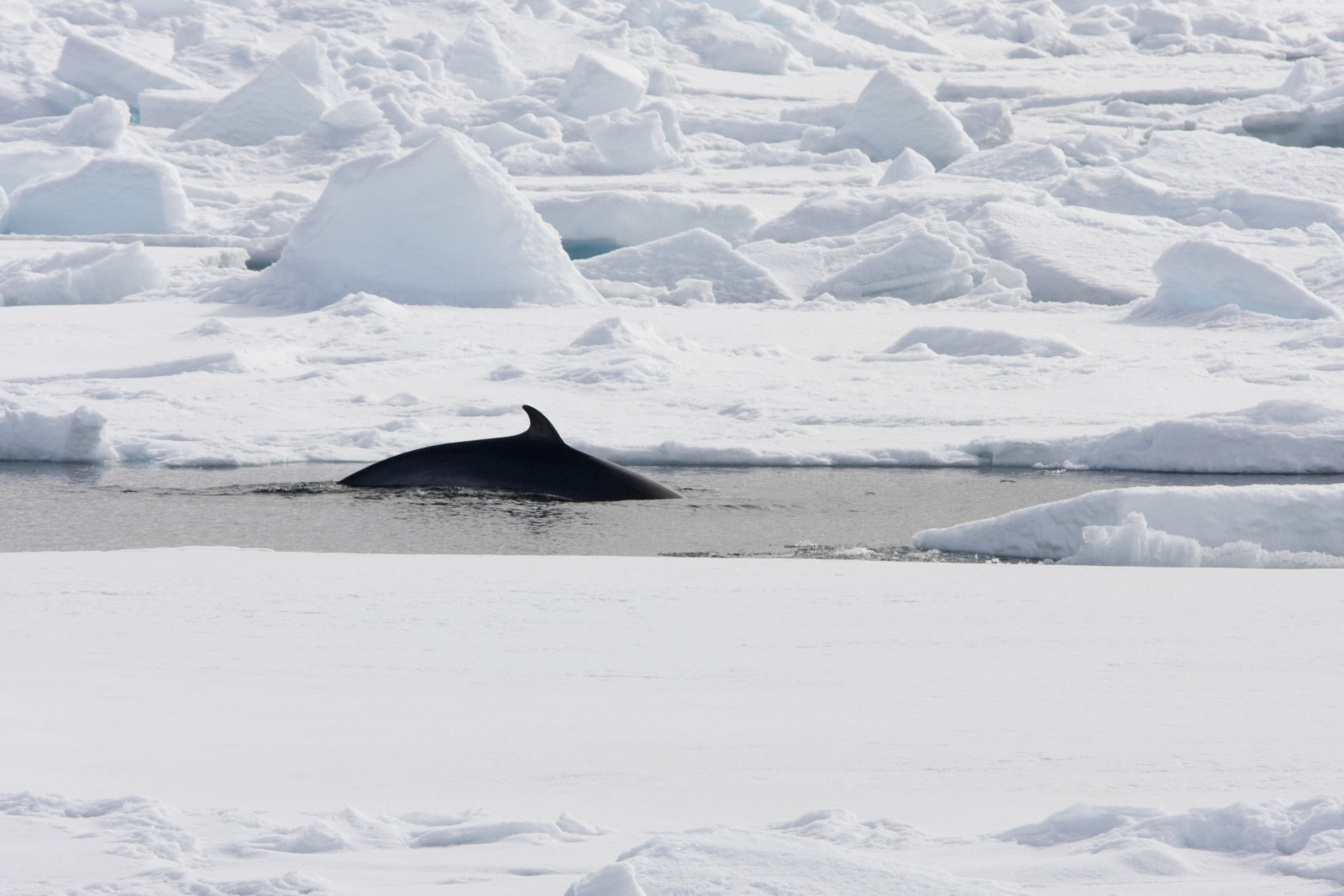 North Spitsbergen - Arctic Summer