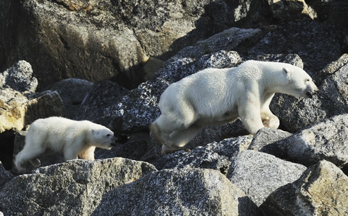 Around Spitsbergen, In the realm of Polar Bear & Ice - Nexta Expeditions