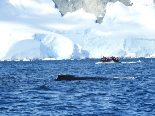 Antarctica - Beyond the Polar Circle - whale watching - Nexta Expeditions