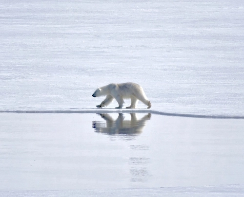 North Spitsbergen Explorer - Into the pack ice - Summer Solstice - Polar Bear Special - Nexta Expeditions