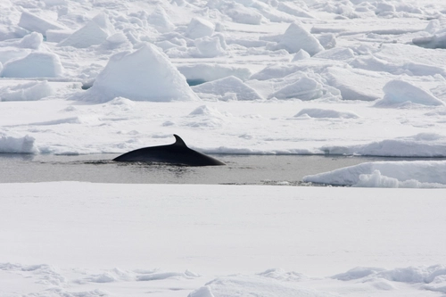 North Spitsbergen - Arctic Summer - Nexta Expeditions