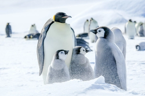 Weddell Sea – In search of the Emperor Penguin, incl. helicopters - Nexta Expeditions