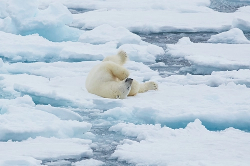 North Spitsbergen Explorer - Versatile landscapes, sea ice & wildlife - Nexta Expeditions