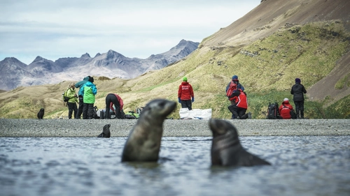 Falkland Islands - South Georgia - Antarctica - Nexta Expeditions