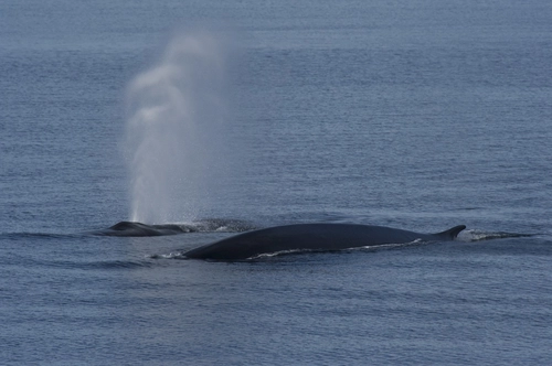  North Spitsbergen Explorer - Polar Bears, Bowhead Whales & more