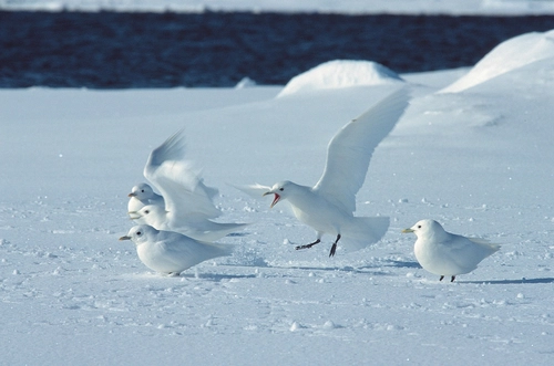 North Spitsbergen - Arctic Spring , Birding Special - Nexta Expeditions