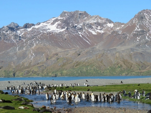 Remote Weddell Sea Explorer incl. South Georgia - South Sandwich Islands - Neuschwabenland - Larsen Ice Shelf - Paulet and Devil Island - Elephant Island, incl. helicopters - Nexta Expeditions