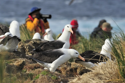 Falkland Islands - South Georgia - Antarctica - Nexta Expeditions