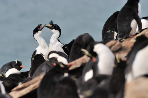  Falkland Islands - South Georgia - Antarctica