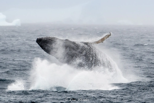  Antarctica - Polar Circle - Whale watching