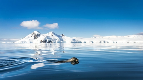 Antarctica - Discovery and learning voyage - Nexta Expeditions