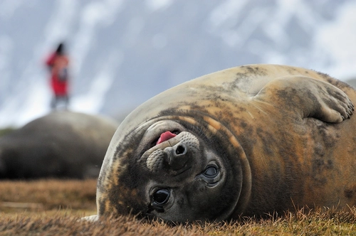 South Georgia Explorer - Nexta Expeditions