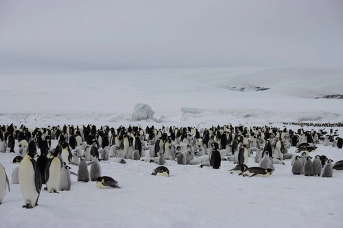 Weddell Sea – In search of the Emperor Penguin, incl. helicopters - Nexta Expeditions