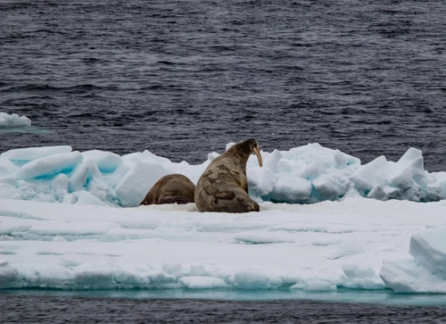 Remote Weddell Sea Explorer incl. South Georgia - South Sandwich Islands - Neuschwabenland - Larsen Ice Shelf - Paulet and Devil Island - Elephant Island, incl. helicopters - Nexta Expeditions