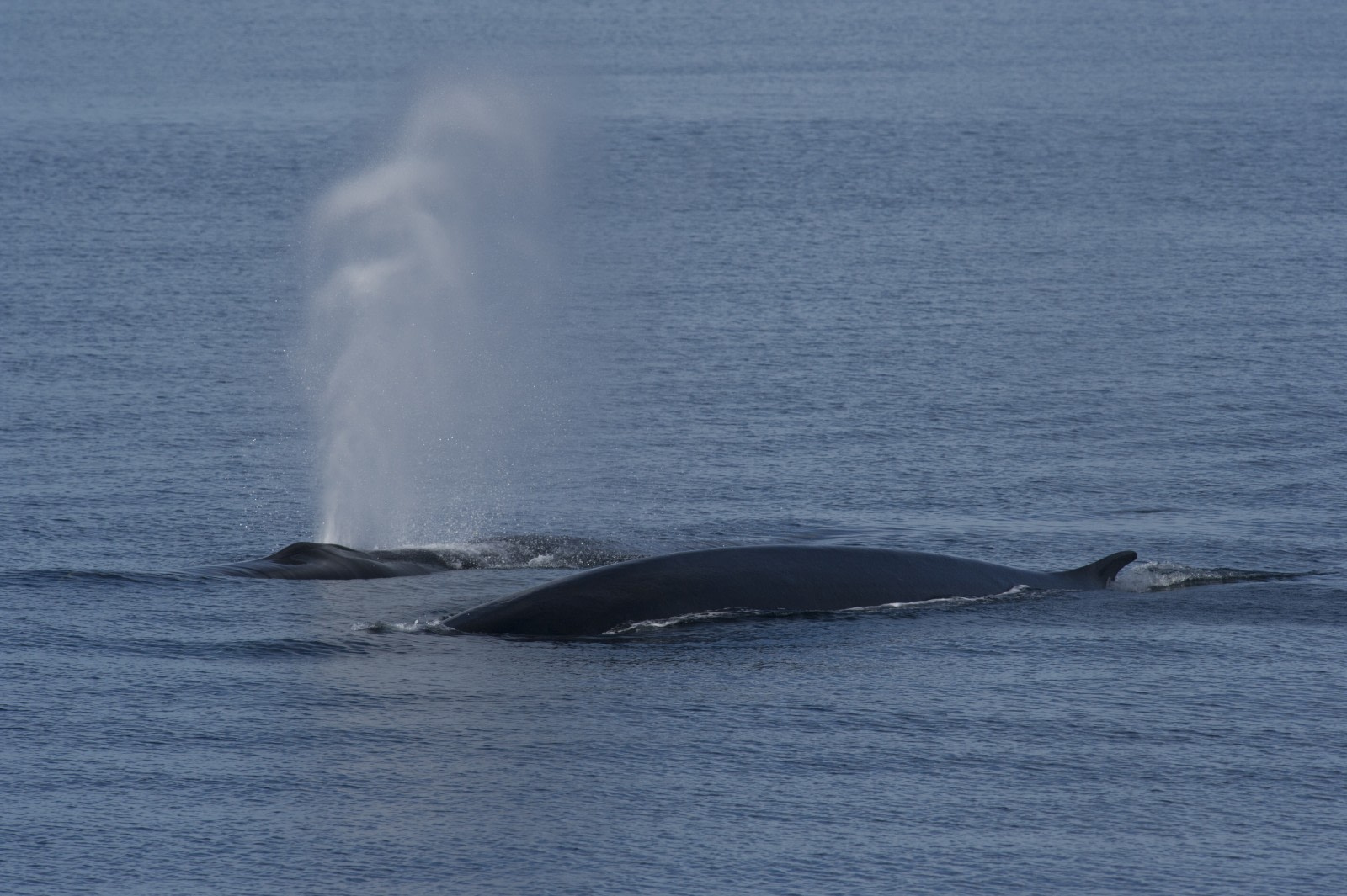 North Spitsbergen Explorer - Polar Bears, Bowhead Whales & more