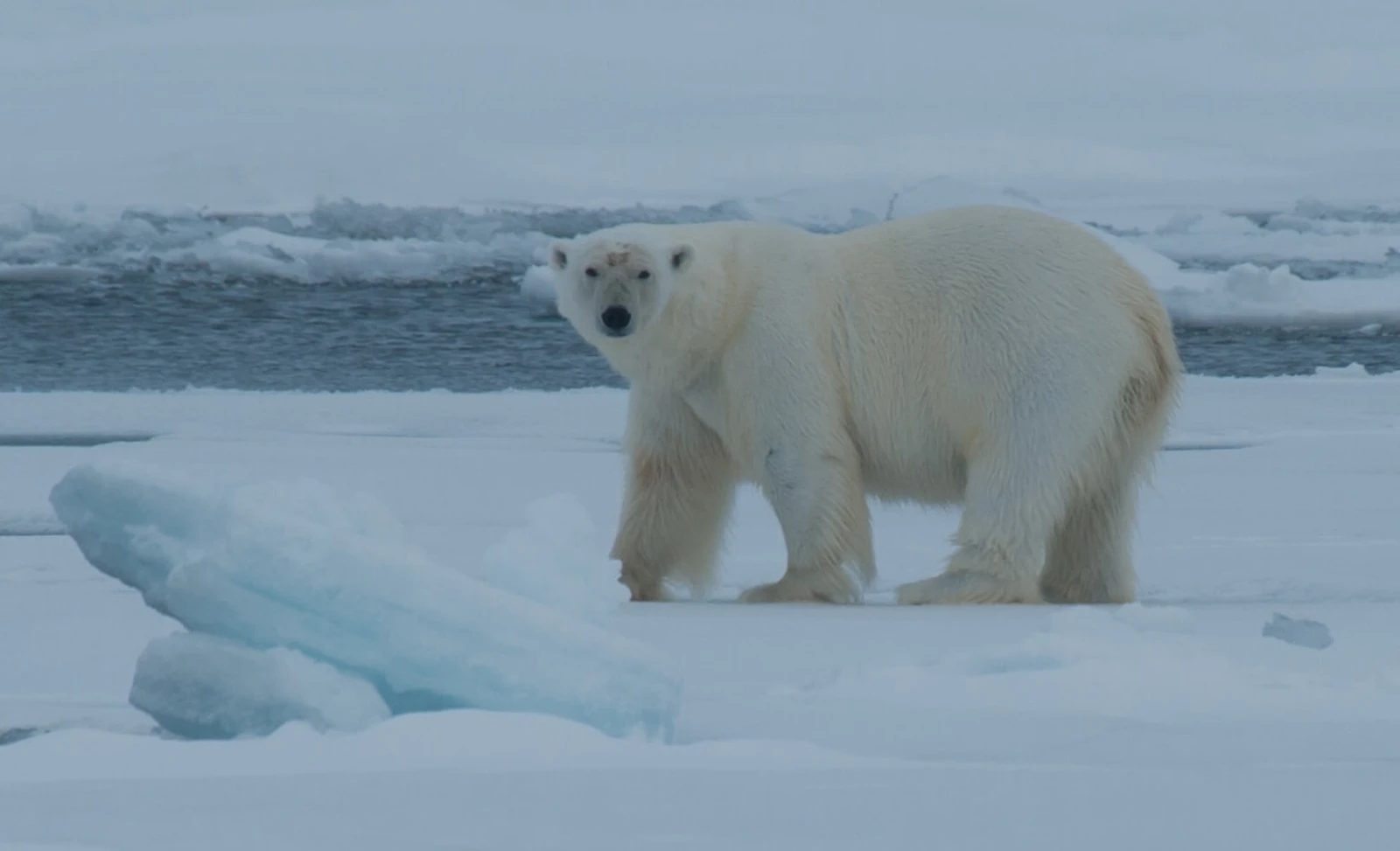 East Spitsbergen - Home of the Polar Bear, Including Long Hikes & Cleaning the Shores
