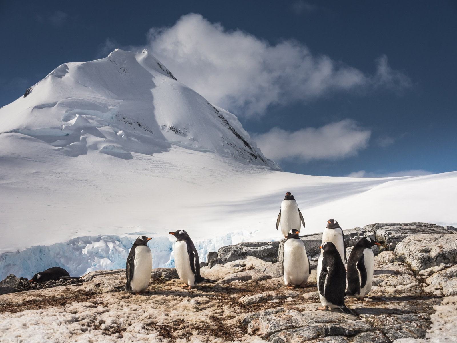 Antarctica - Whale watching