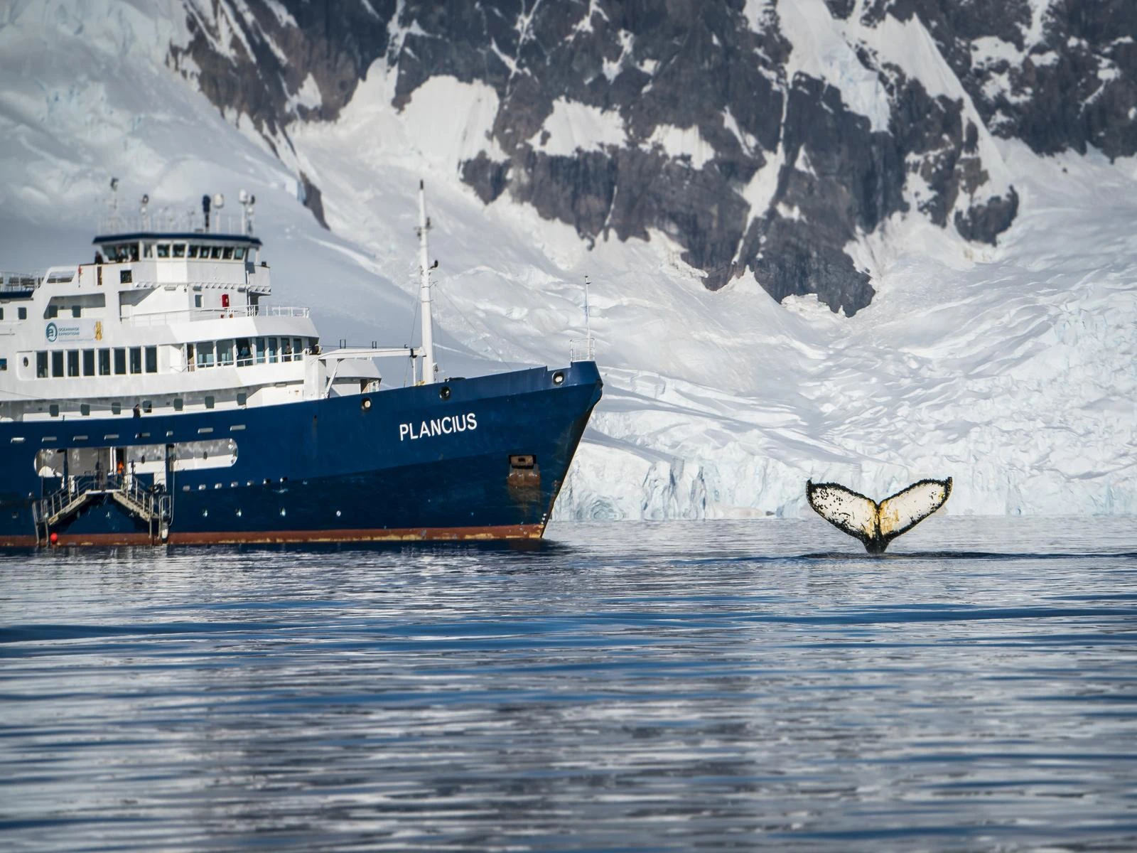 Arctic Ocean - Fair Isle, Jan Mayen, Ice edge, Spitsbergen, Birding - Summer Solstice - gallery 6