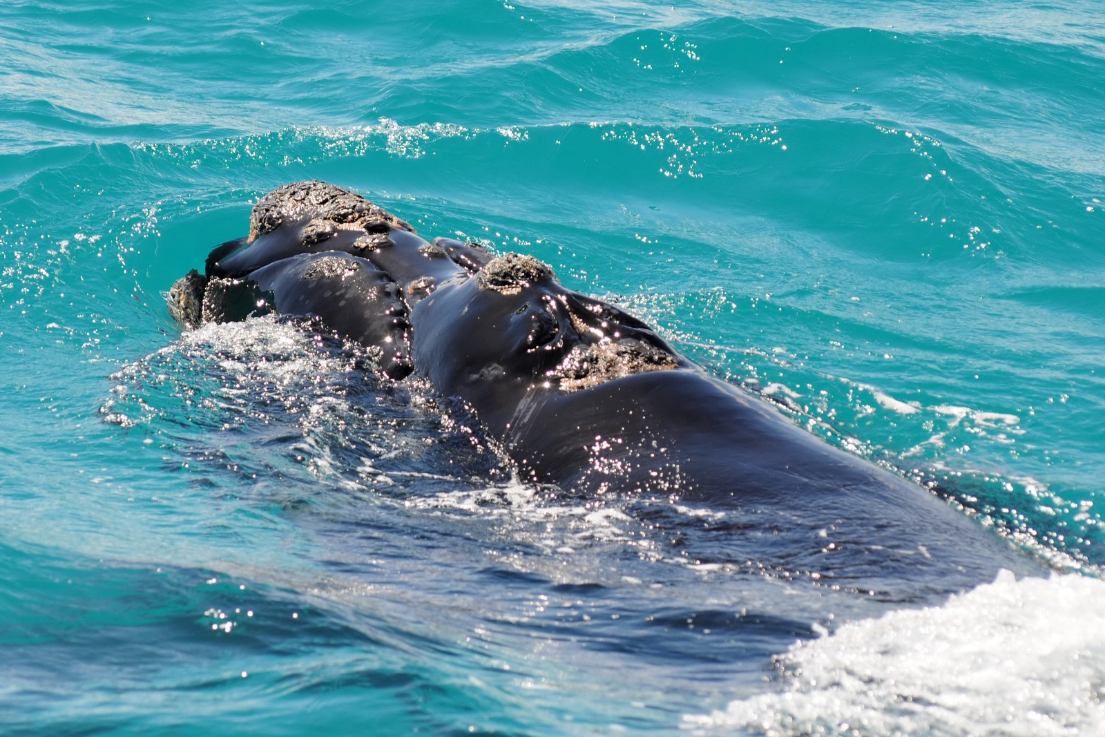 Southern Right Whale