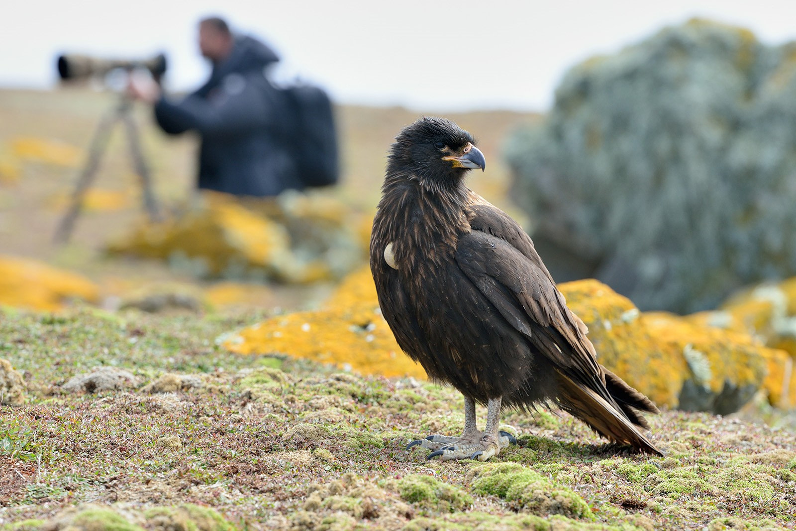 Striated Caracara