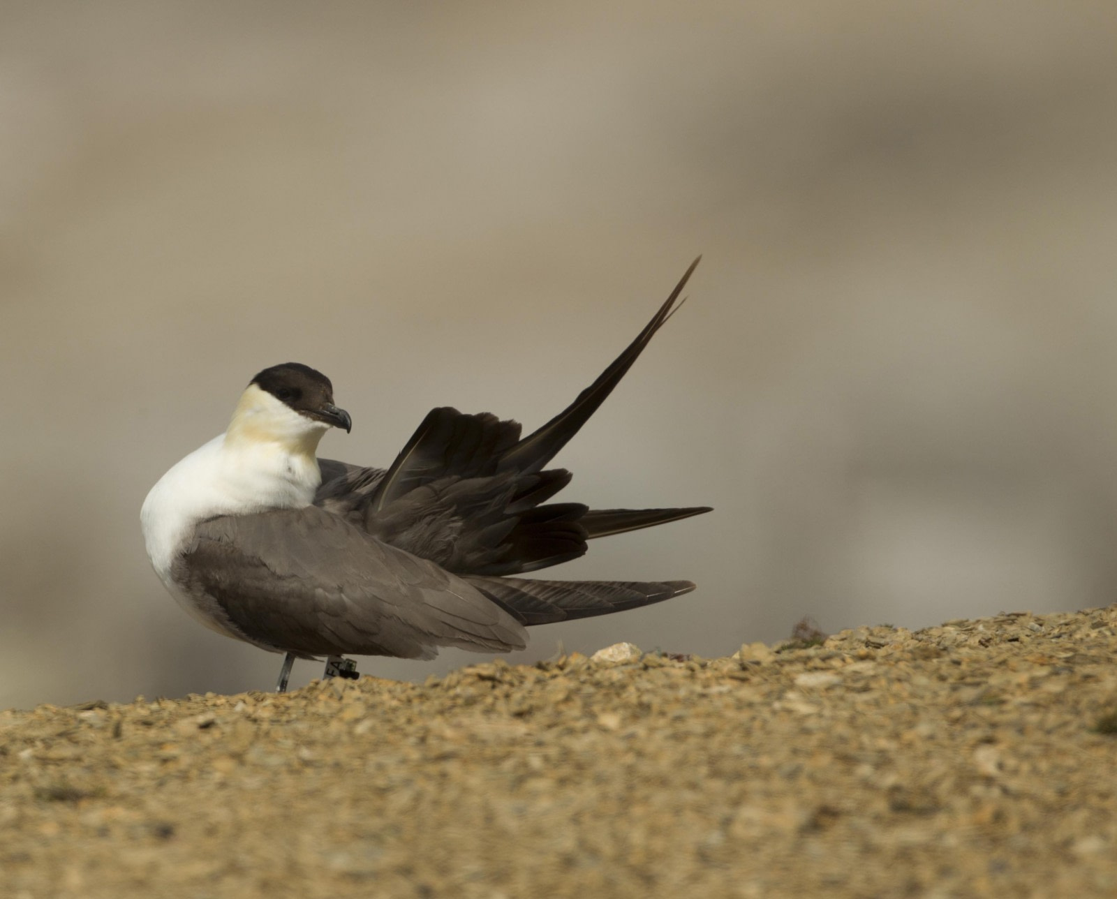 Long-tailed Skua