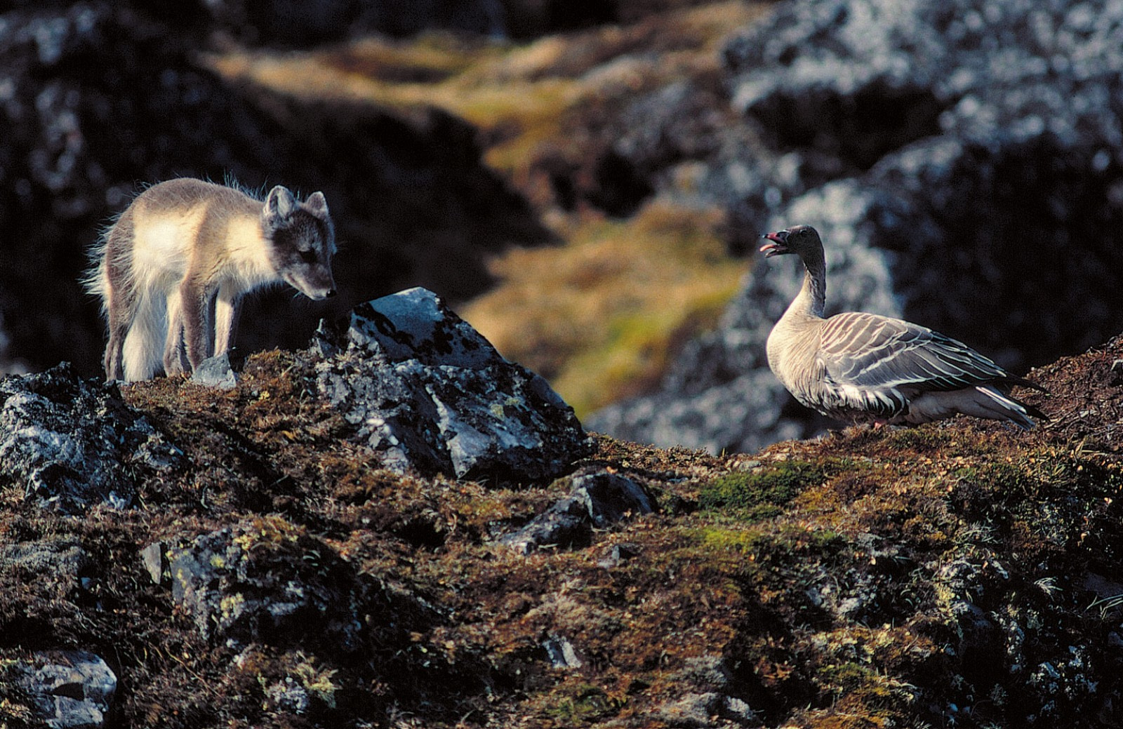 Pink-footed Goose