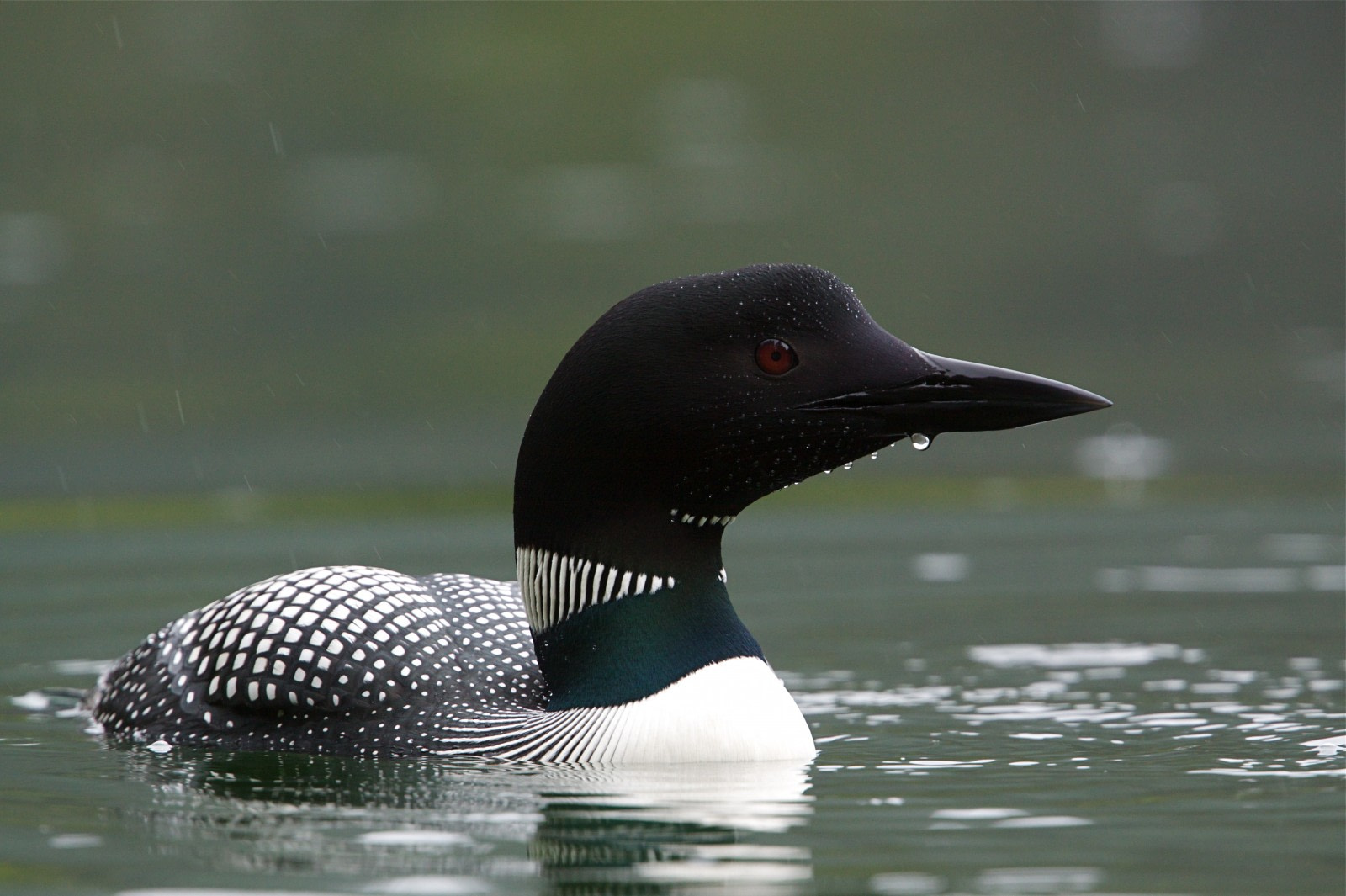 Great Northern Diver