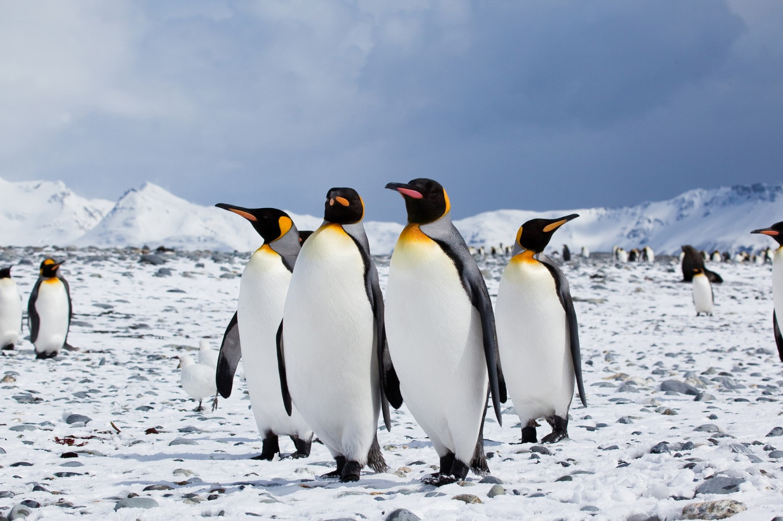 King Penguin