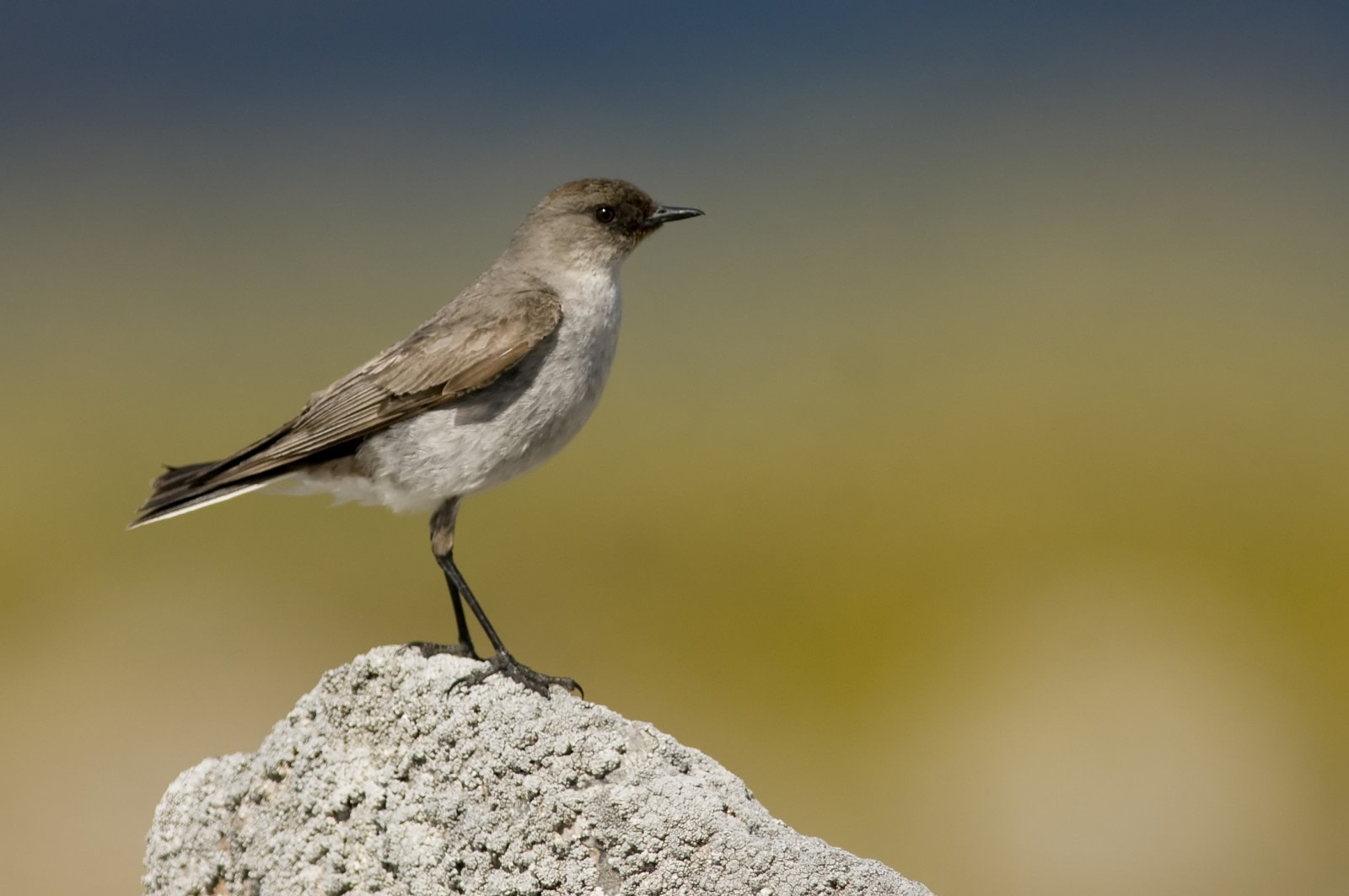 Dark-faced Ground Tyrant