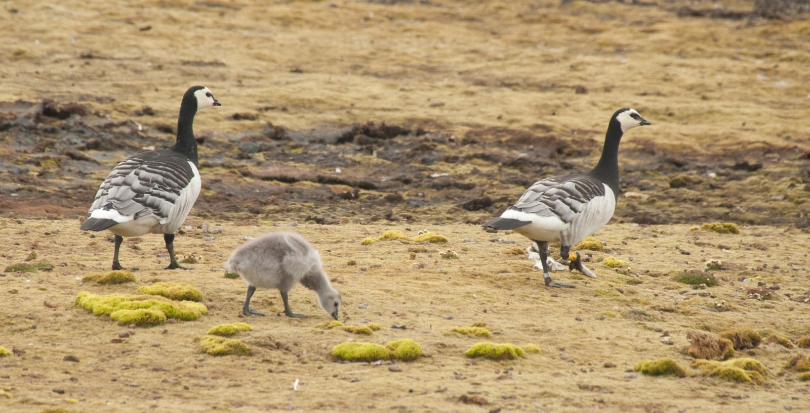 Barnacle Goose