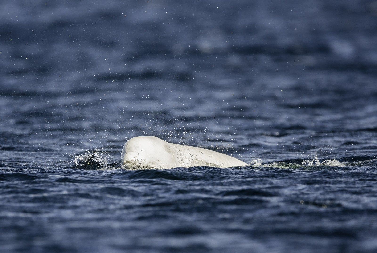 Beluga Whale