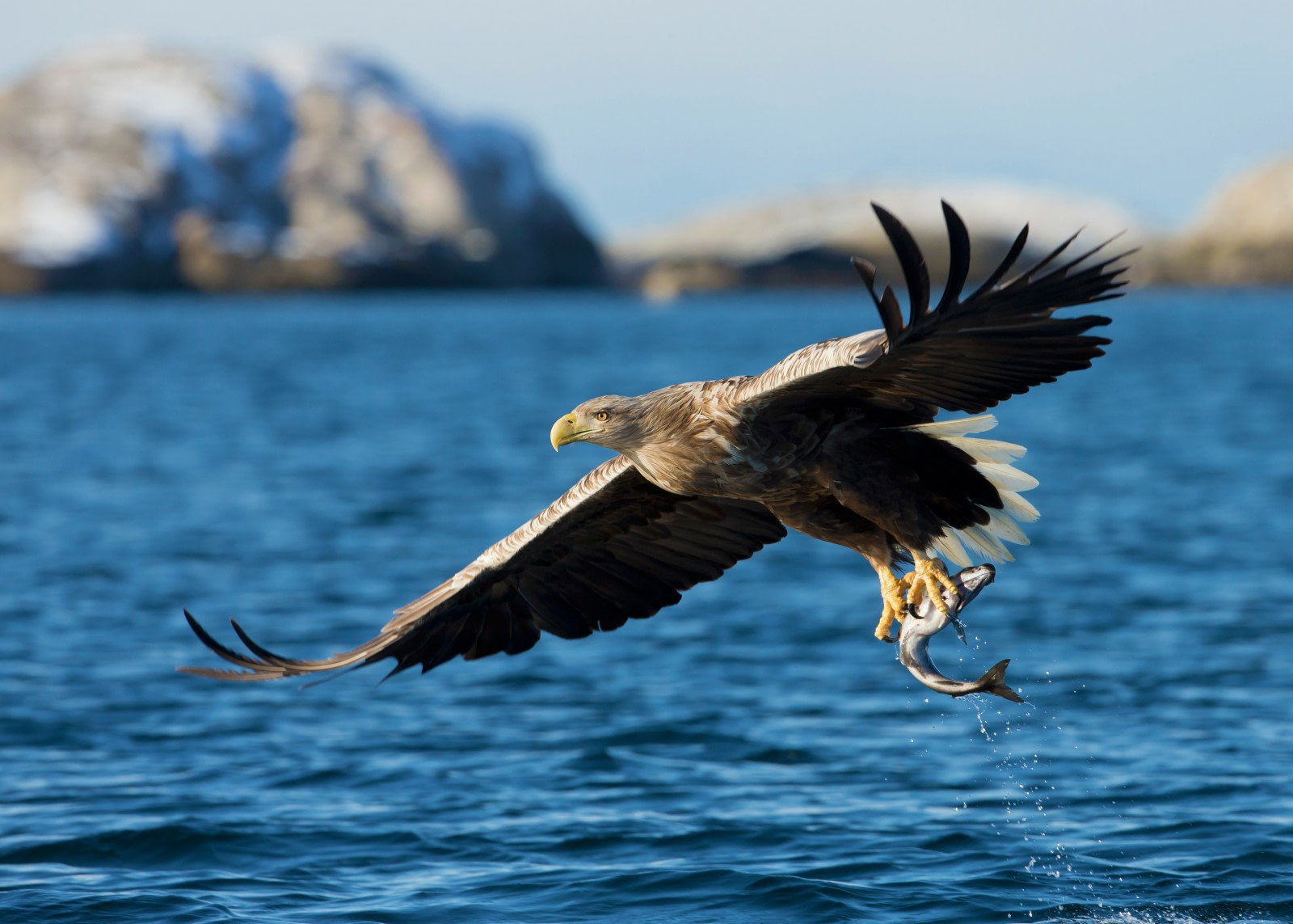 White-tailed Eagle