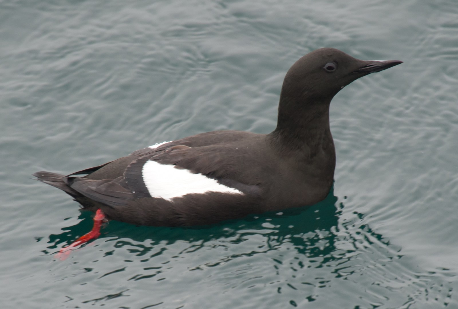 Black Guillemot